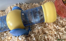 Hamster rodents for sale: dwarf hamster for rehoming - Image 3