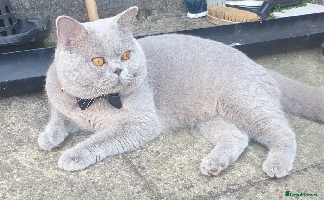 Scottish Fold cats for sale: Beautiful kittens looking for a home 🏡😻 - Advert 29