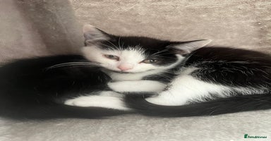 Maine Coon cats British Short Hair Cross Kittens❤️ - Advert 6