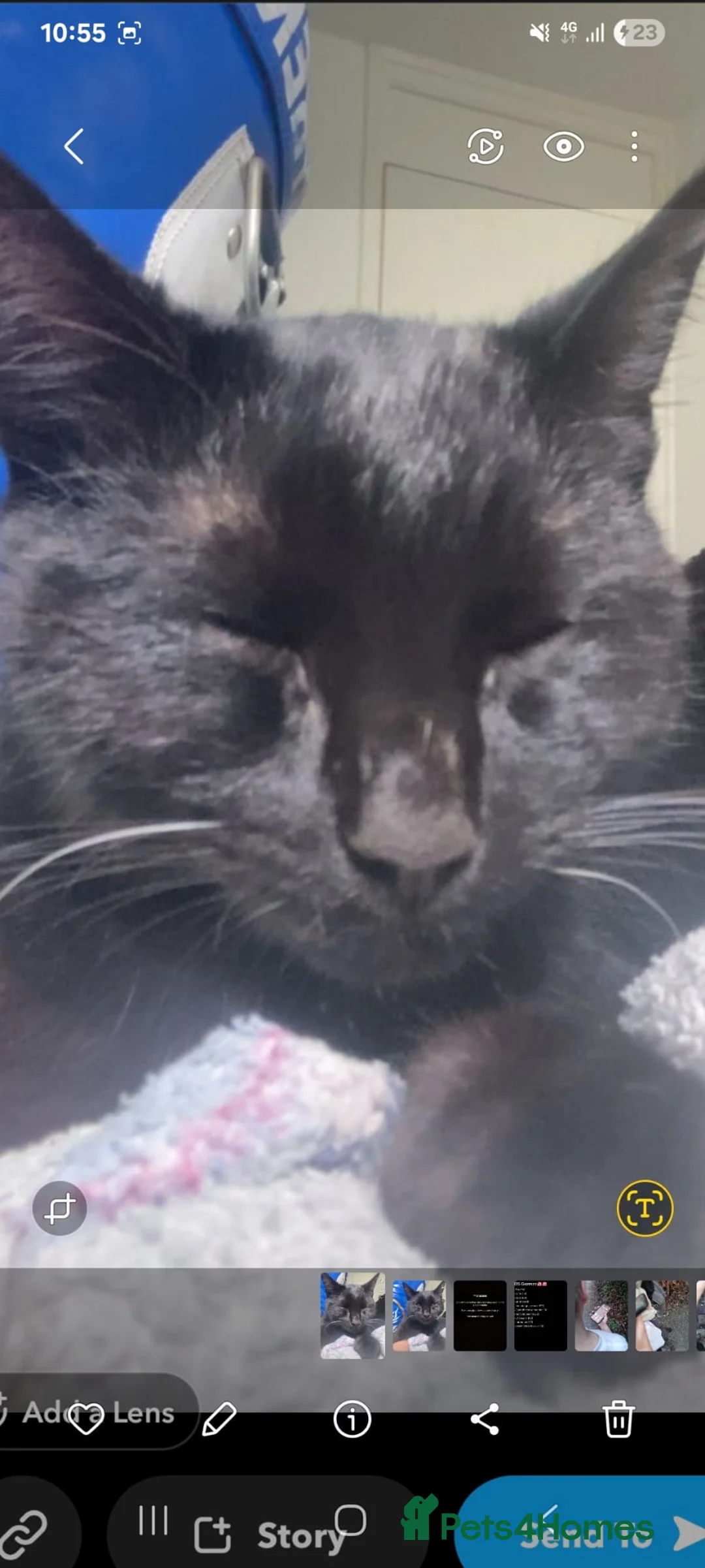 Mixed Breed cats for sale: 15 month male kitten for rehome - Advert 3