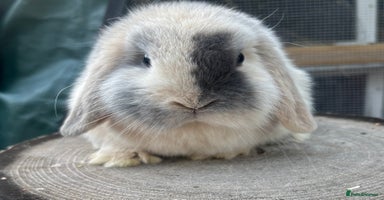 Mini Lop rabbits - Advert 11