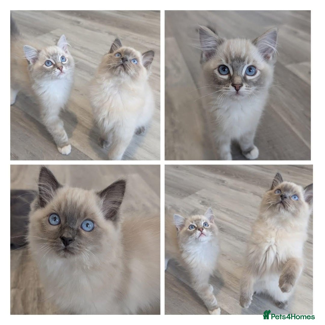 Ragdoll cats for sale: Bonded pair of male ragdolls - Advert 2