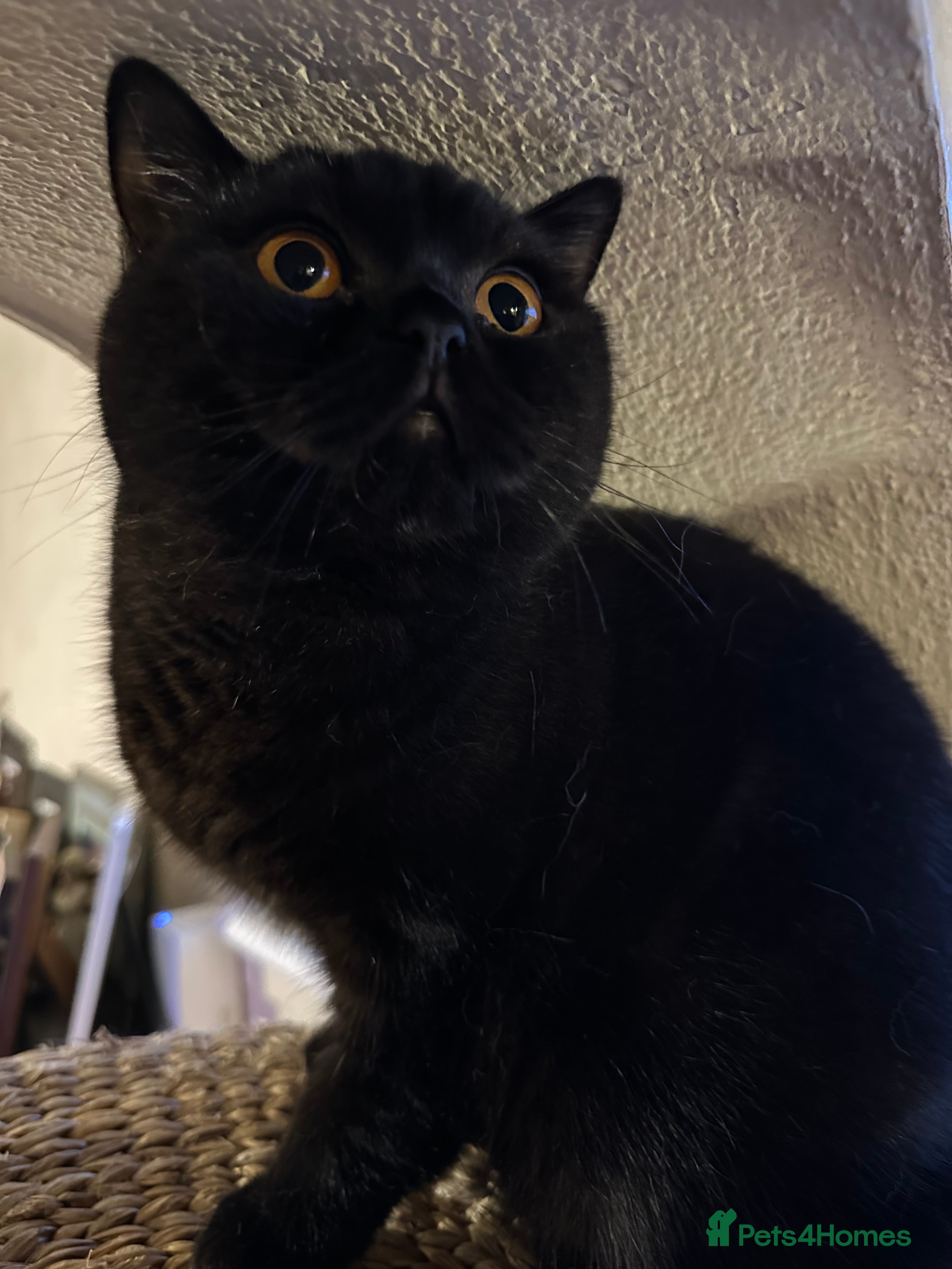 British Shorthair cats GCCF Registered British Short Hair Male  - Advert 7