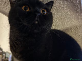 British Shorthair cats GCCF Registered British Short Hair Male - Advert 7