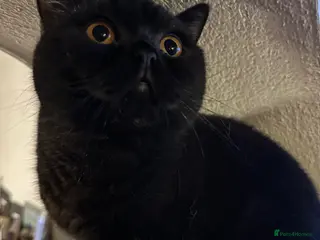 British Shorthair cats GCCF Registered British Short Hair Male - Advert 10