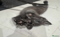 British Shorthair cats for sale: Blue British short haired kittens - Image 2