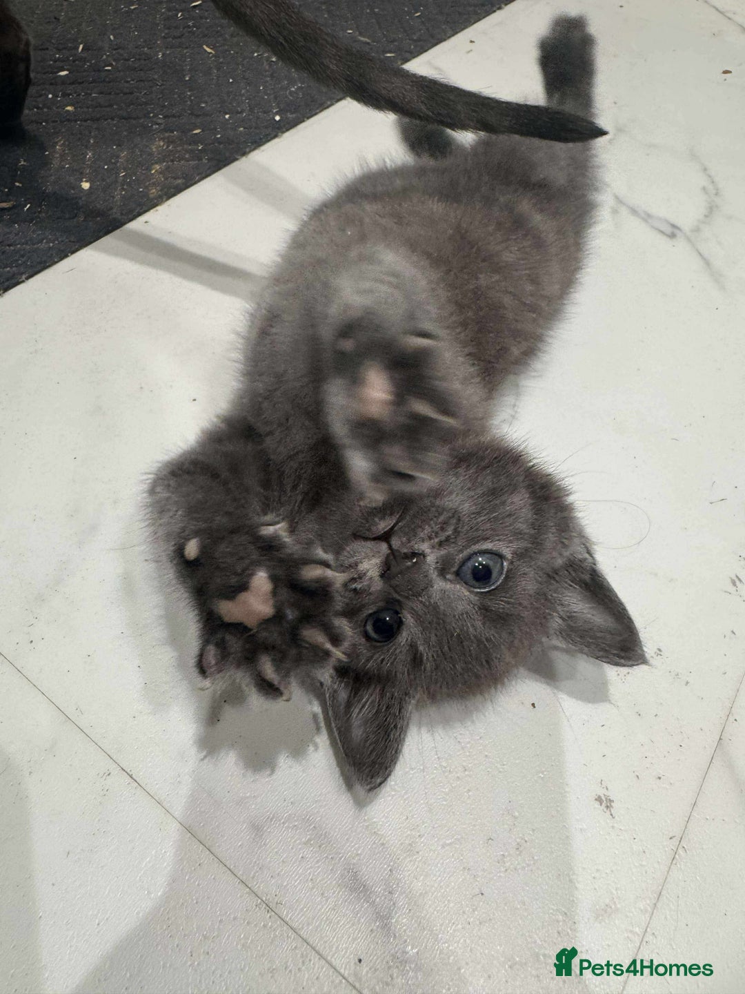 British Shorthair cats for sale: Blue British short haired kittens - Image 2
