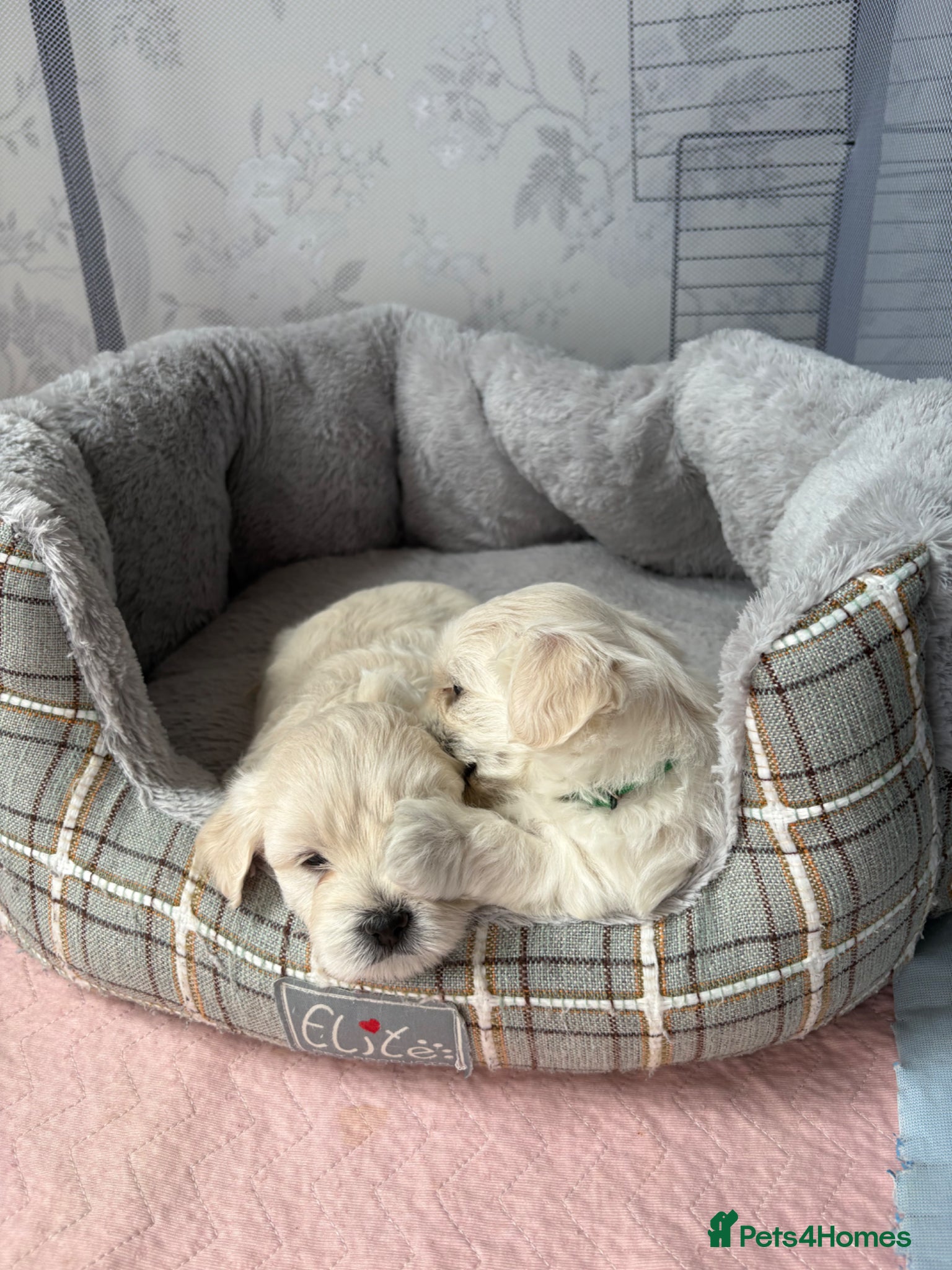 Maltese dogs for sale: READY HOME 30.05  - Advert 8