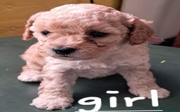 Cockapoo dogs for sale: 4 beautiful and bold miniature cockapoo (f2) pups. - Image 5