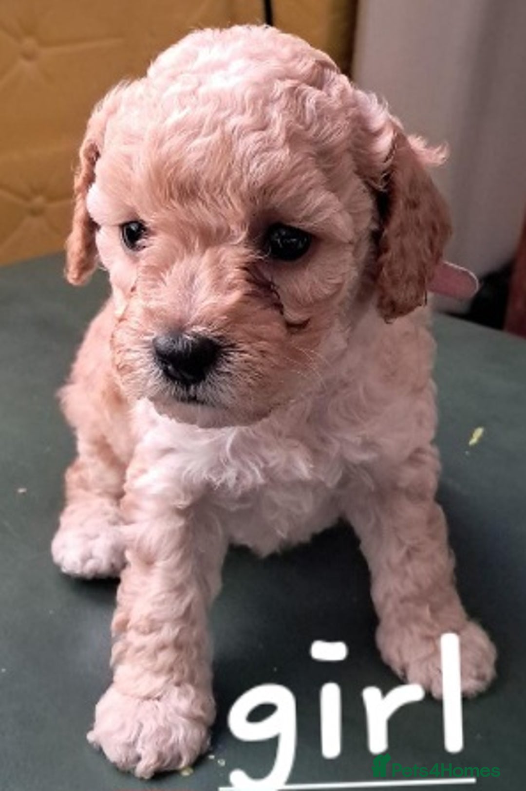 Cockapoo dogs for sale: 4 beautiful and bold miniature cockapoo (f2) pups. - Image 5