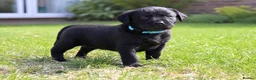 Labrador Retriever dogs for sale: KC Labrador - Traditional working  - Advert 6