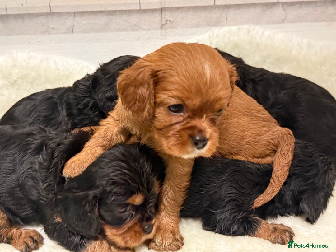 Cavalier King Charles Spaniel dogs for sale: KC King Charles Cavalier Puppies for sale  - Advert 2
