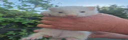 Ferret rodents for sale: 💚 Adorable well handled baby ferrets available 💚 - Advert 12