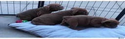 English Bulldog dogs for sale: Beautiful English bulldogs - Advert 4
