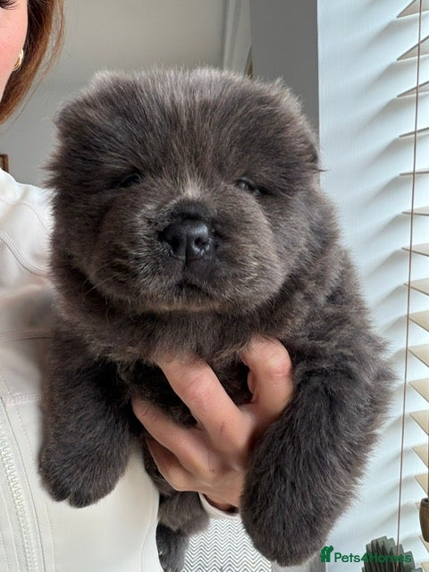 Chow Chow dogs Chow chow puppies ready to go 20th jan - Advert 2