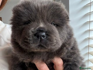 Chow Chow dogs Chow chow puppies ready to go 20th jan - Advert 2