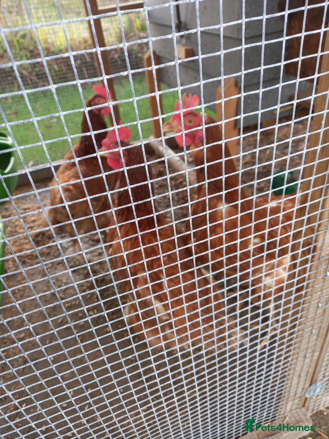 Chickens poultry for sale: WARRENS - Advert 3