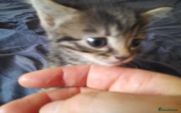 Bengal cats for sale: 6 Beautiful, Healthy Kittens - Image 12