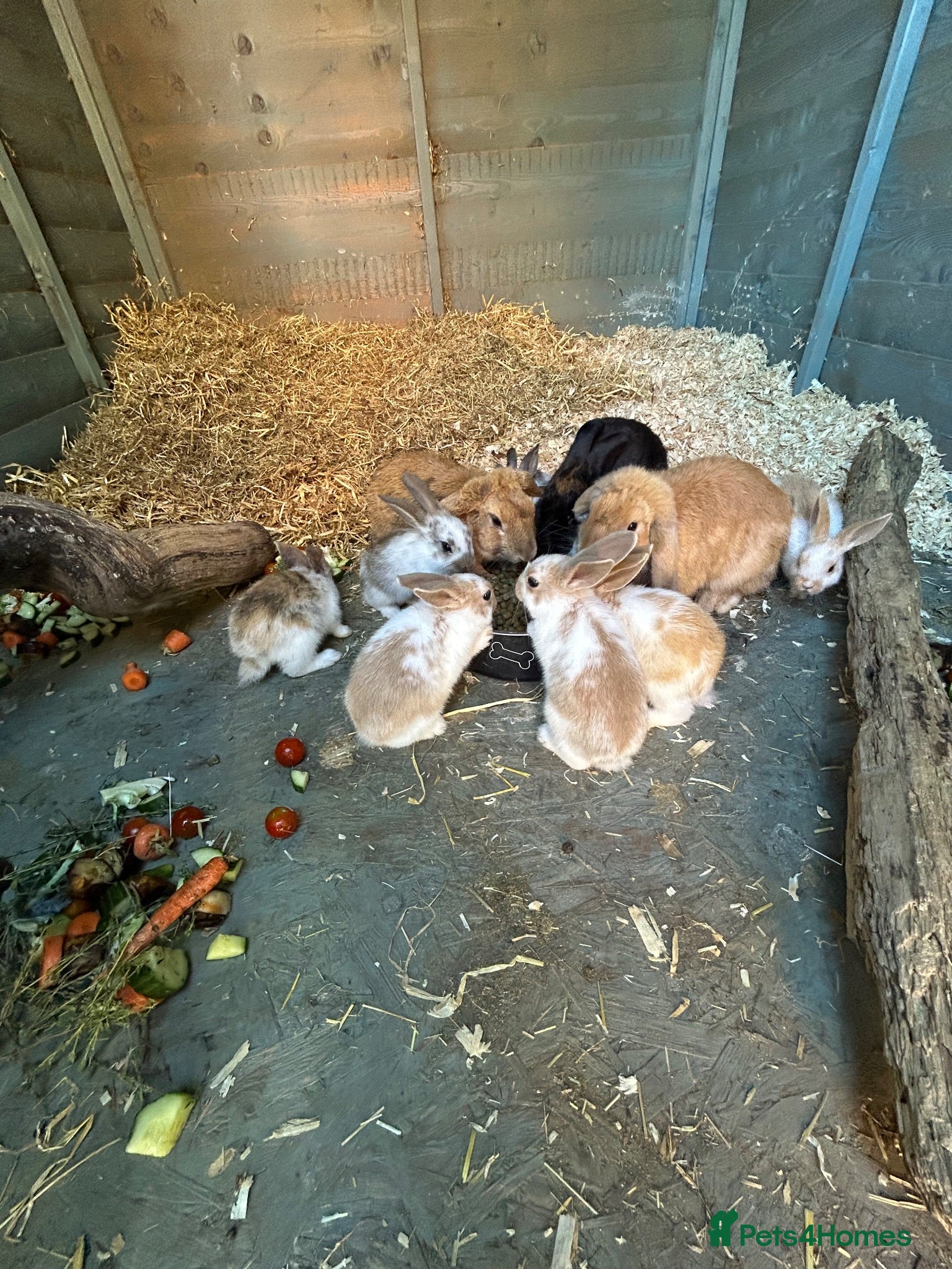Mixed Breed rabbits Rabbits  - Advert 1