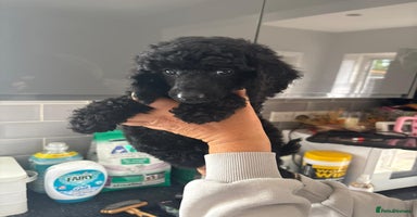 Miniature Poodle dogs - Advert 4