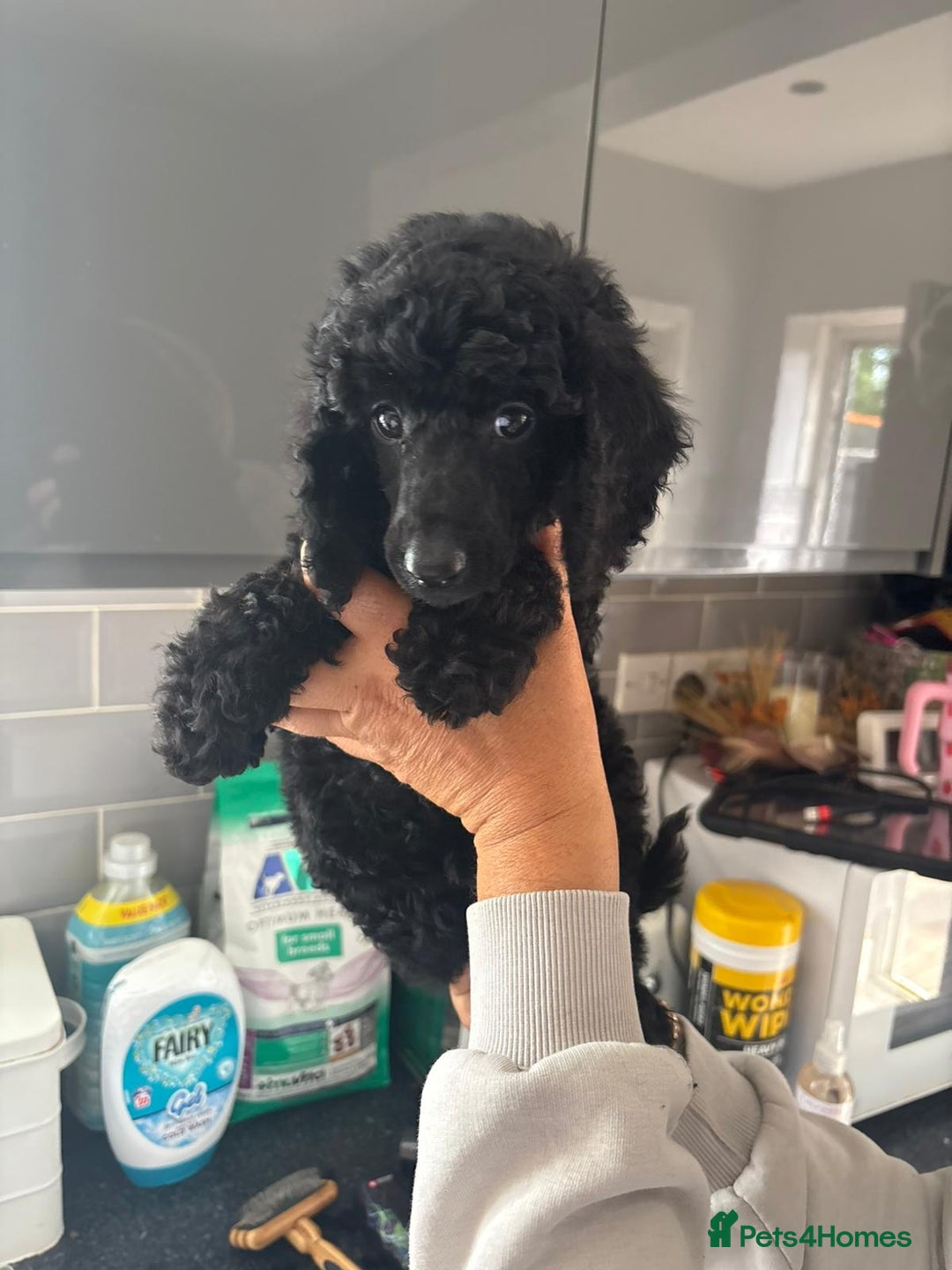 Miniature Poodle dogs for sale: small miniature poodles only 1 boy 1girl  - Image 1