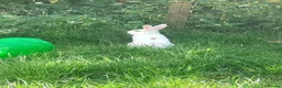 Rex rabbits for sale: Lovely older female rabbit looking for new family in Leighton Buzzard - Advert 4