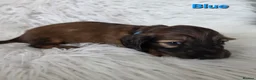 Miniature Dachshund dogs for sale: STUNNING KC SHADED RED LONG HAIR - Advert 28