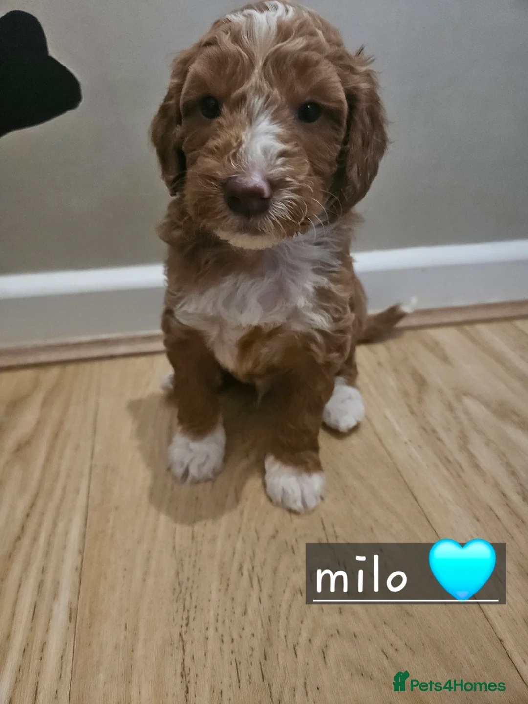 Mixed Breed dogs for sale: Australian labradoodle x cockapoo - Advert 24