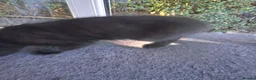 Mixed Breed cats for sale: Gorgeous Tortoiseshell and ghost tabbies 😻 - Advert 30
