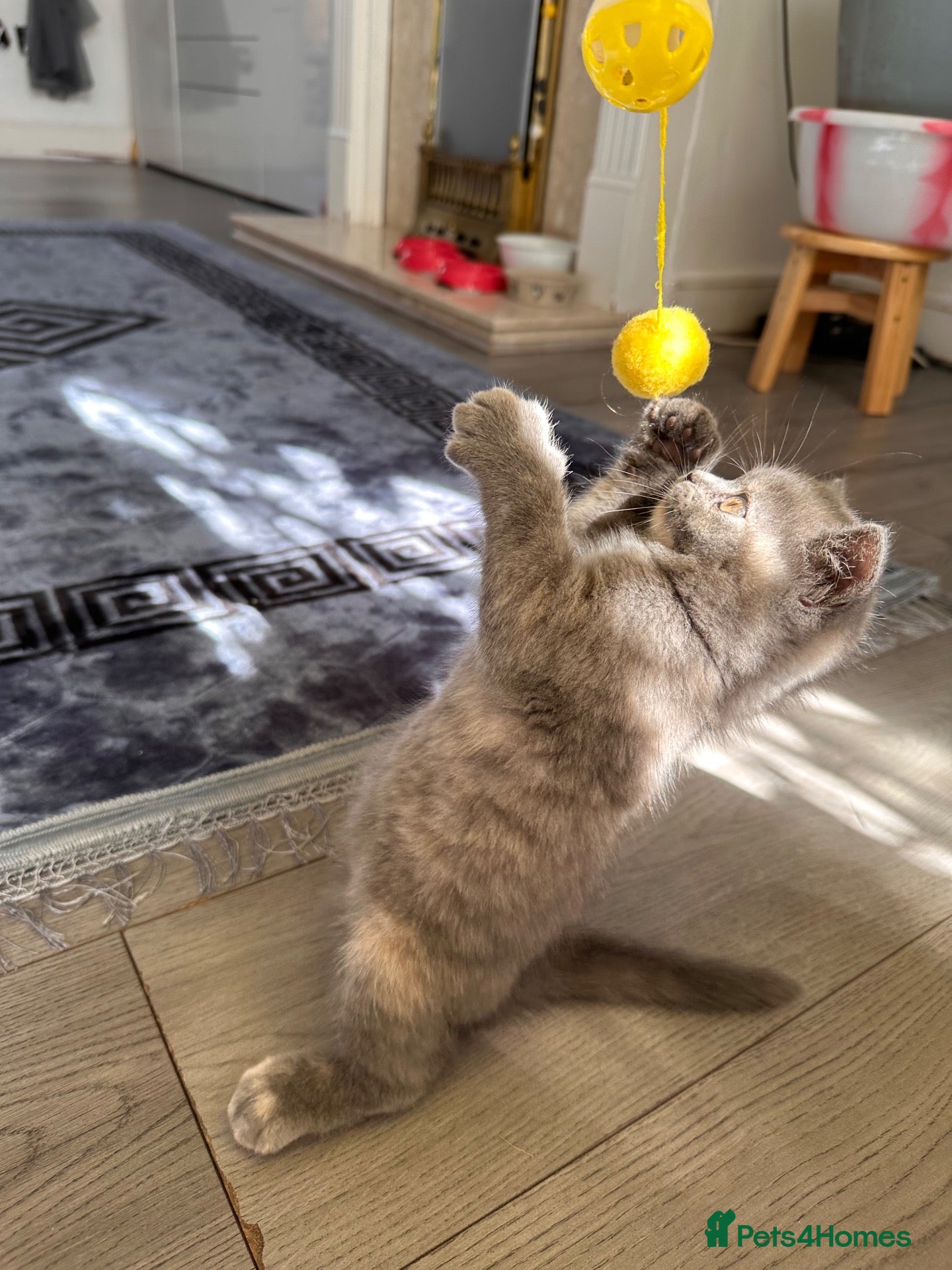 British Shorthair cats Beautiful British Shorthair Kittens  - Advert 1