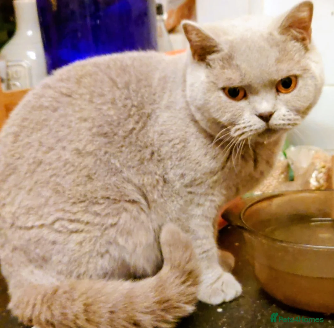 British Shorthair cats for sale: BSH cat female  - Advert 1