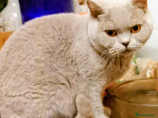 British Shorthair cats BSH cat female - Advert 15