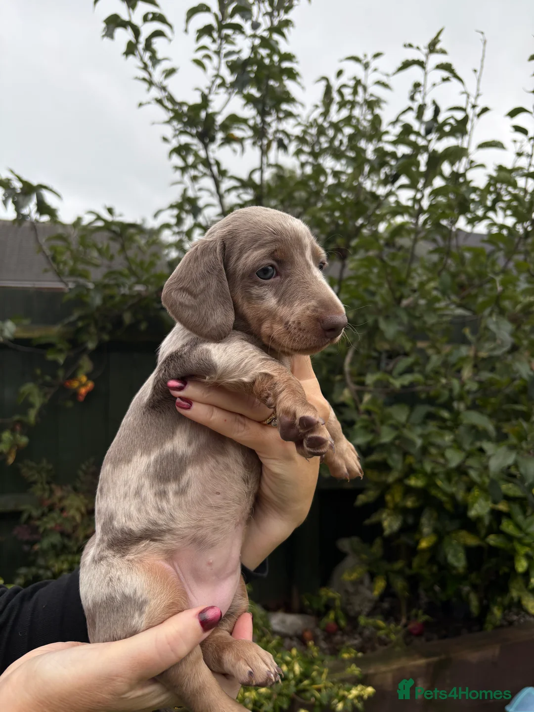 Miniature Dachshund dogs for sale: 2 Male Miniature Dachshunds Left 💙 - Advert 2