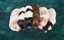Cockapoo dogs for sale: Beautiful F1 Cockapoos - Image 1