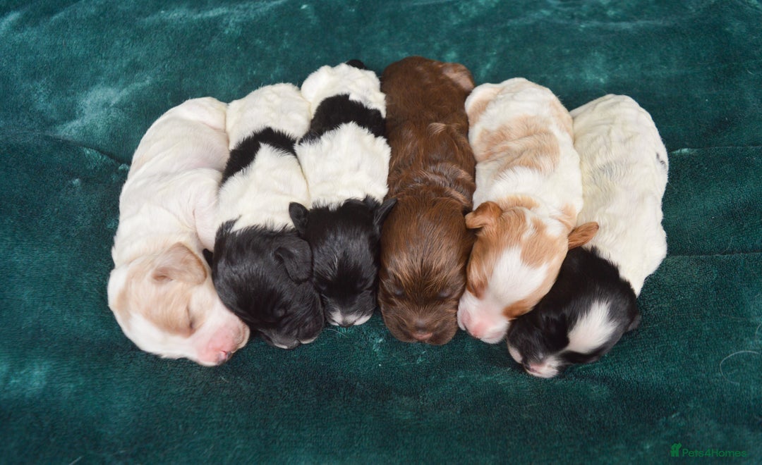 Cockapoo dogs for sale: Beautiful F1 Cockapoos - Image 1