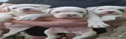 American Bulldog dogs for sale: These 3 babies are looking for there forever home - Advert 16
