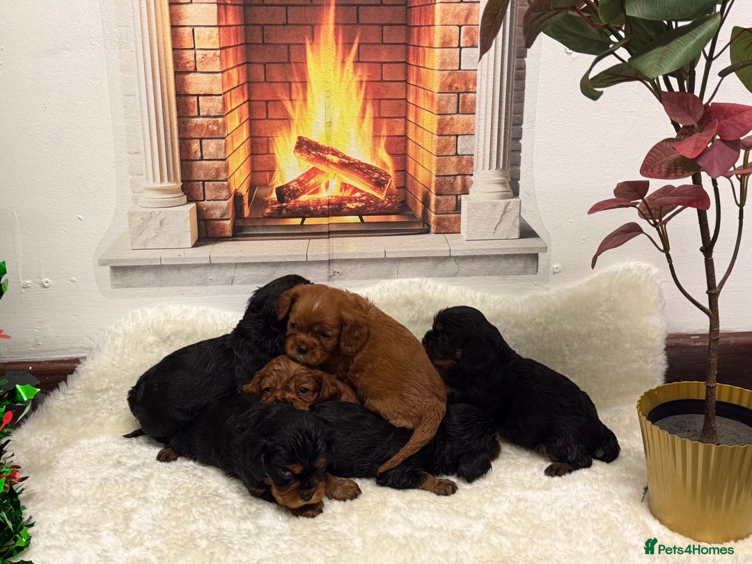 Cavalier King Charles Spaniel dogs for sale: KC King Charles Cavalier Puppies for sale  - Advert 21