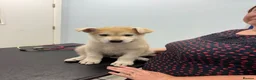 Mixed Breed dogs for sale: White Swiss shepherd cross wolf dog - Advert 14