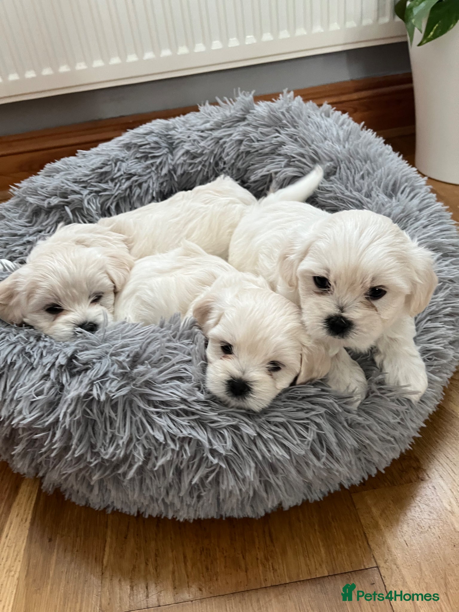 Maltese dogs Our beautiful litter of 4 Maltese male puppies. - Advert 11
