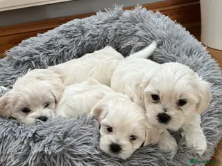 Maltese dogs Our beautiful litter of 4 Maltese male puppies. - Advert 11