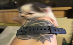 Mixed Breed cats for sale: Adorable Kittens Available  - Image 13