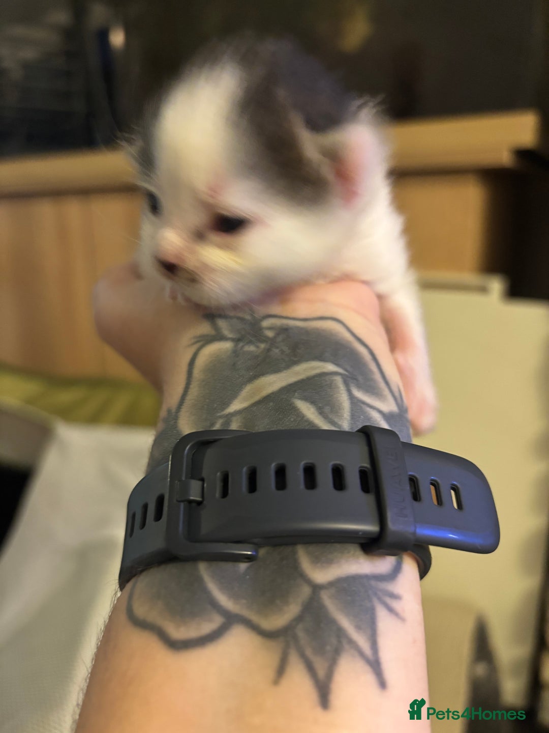 Mixed Breed cats for sale: Adorable Kittens Available  - Image 13