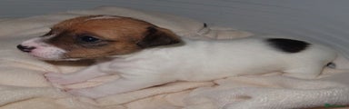 Jack Russell Puppy 3