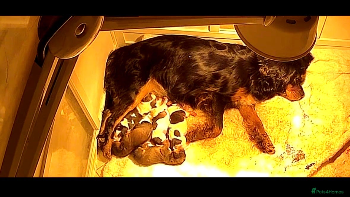 Mixed Breed dogs F1 Lhasaliers , all girls 💫 - Advert 2
