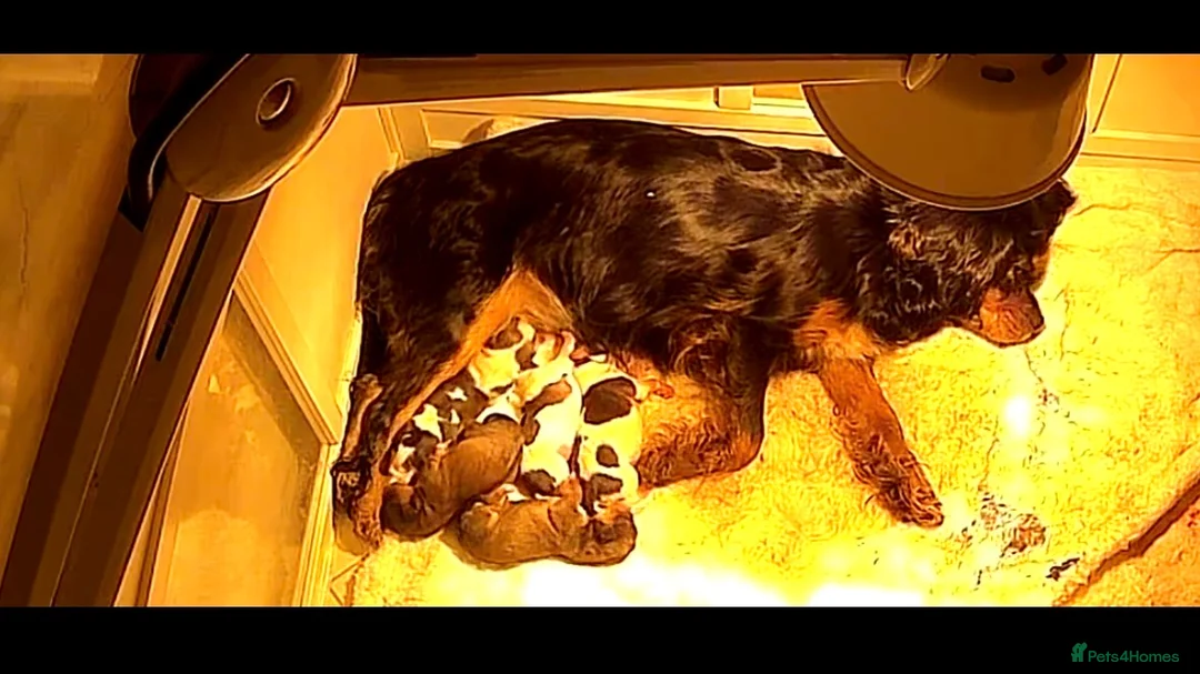 Mixed Breed dogs for sale: F1 Lhasaliers , all girls 💫 - Advert 1