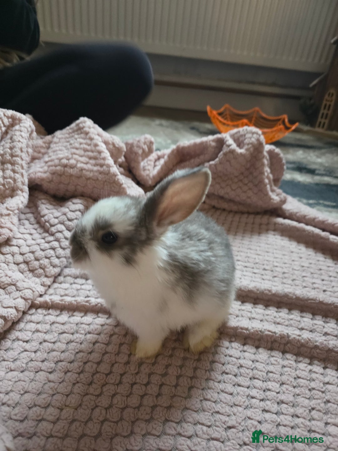 Mini Lop rabbits for sale: 🐰 Mini Lop Bunnies Looking for Forever Homes! 🏡 - Advert 1