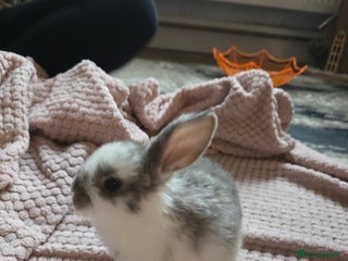Mini Lop rabbits 🐰 Mini Lop Bunnies Looking for Forever Homes! 🏡 - Advert 16