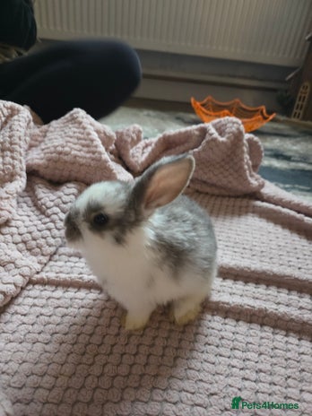 Mini Lop rabbits 🐰 Mini Lop Bunnies Looking for Forever Homes! 🏡 - Advert 11