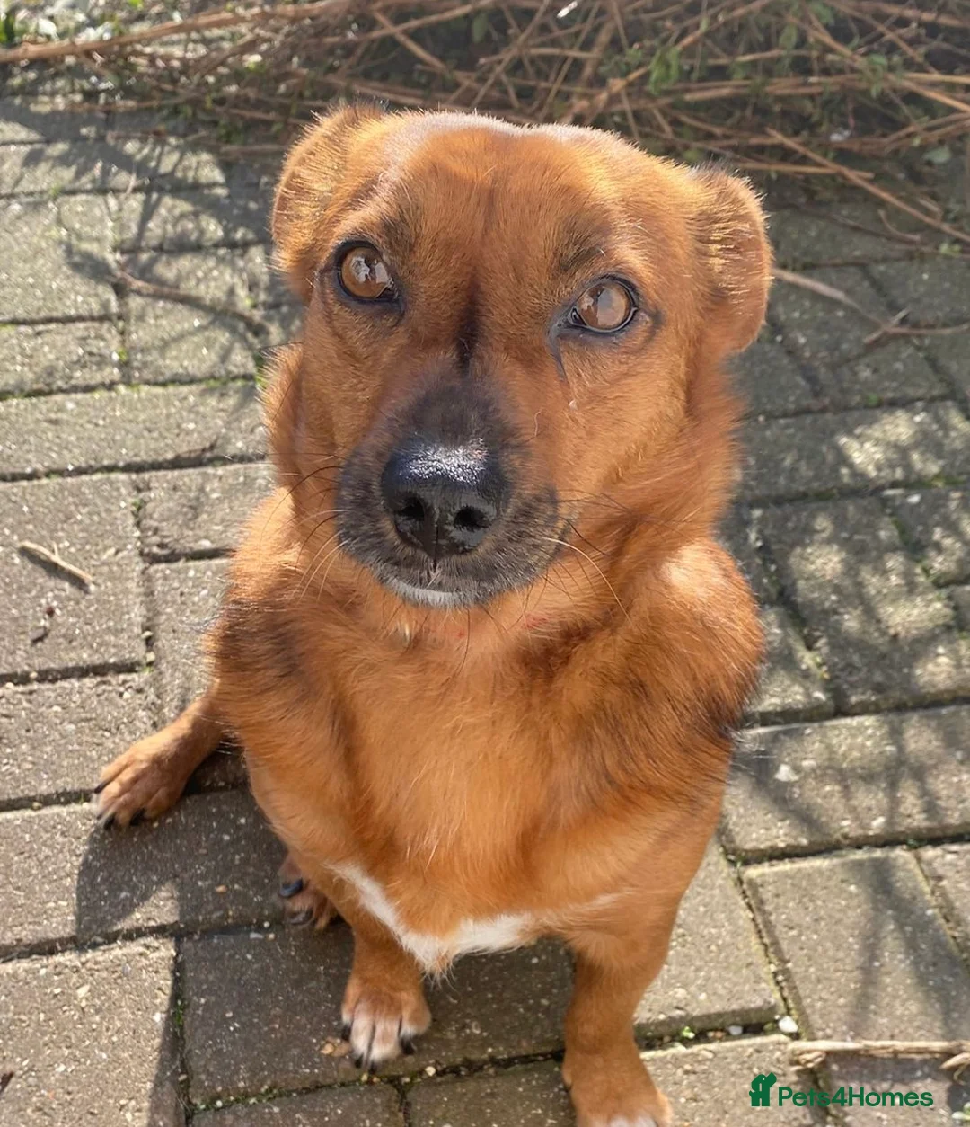 Mixed Breed dogs for adoption: Dora the explorer needs a forever home - Advert 2