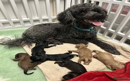 Cavapoo dogs for sale: Beautiful miniature cavapoo babies - Image 9